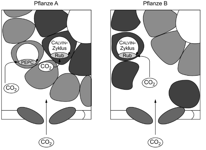 Schematische Darstellung des CO₂-Stoffwechsels bei Pflanze A und Pflanze B mit Calvin-Zyklus, Rubisco und PEPC.